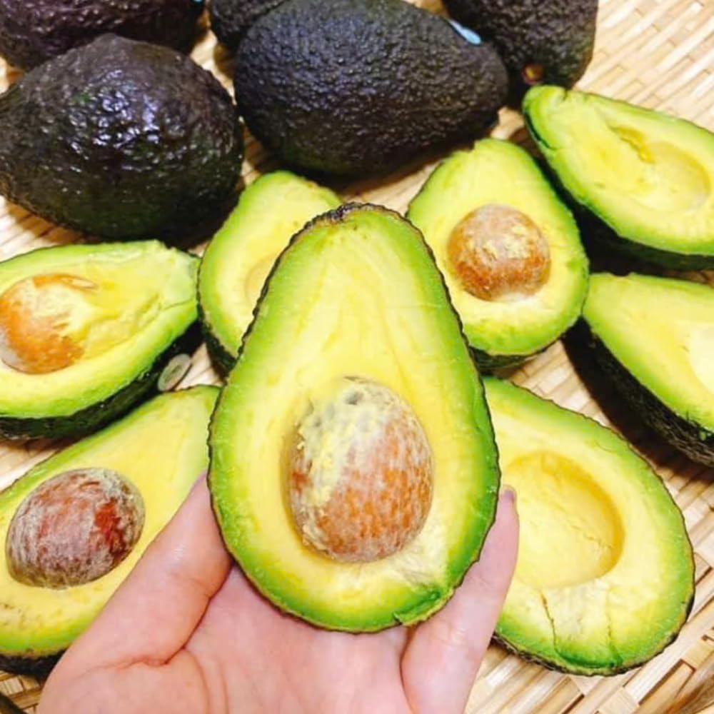 Super HASS Avocado Plant Live, Avocado Fruit Tree in 3 Gallon Pot, Cold Hardy Avocado Plant for Container or Garden, 1-2 Feet Tall, No Ship to CA