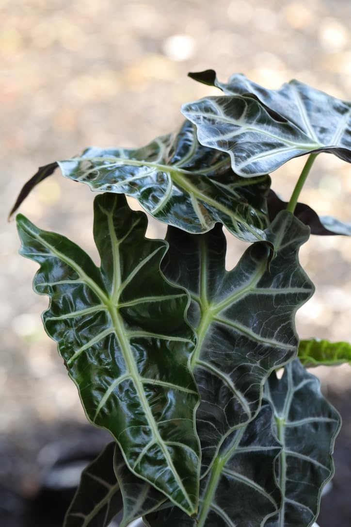 PLANTVERS Alocasia Polly Plant in a 4INCH Nursery Pot - Tropical Air Purifying Indoor Plants - Low Light Indoor Plant - Easy Care Houseplants