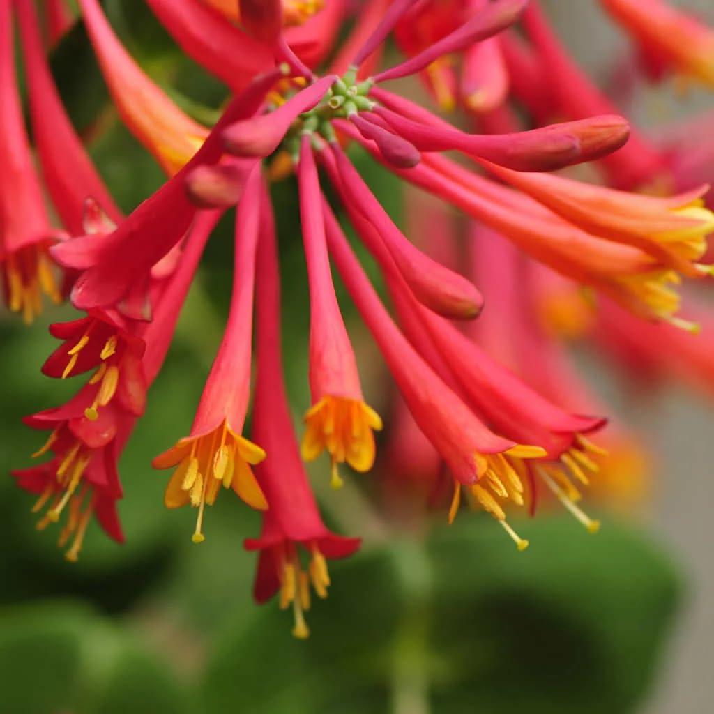 Votaniki Red Honeysuckle Vine (Lonicera sempervirens) 1-2ft Plant | Vibrant Perennial, Fast Growing Flowering Vine – Easy to Grow & Pollinator Friendly (1 Pack)