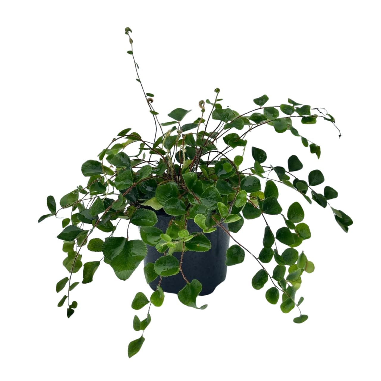 PLANTVERS Live Fern Plant in 4-Inch Grow Pot | Easy Care Indoor Houseplant | Button, Bird’s Nest (Plain), Lemon Button, Bird Nest & Staghorn | Low Maintenance Greenery (4" - Grow Pot (A))