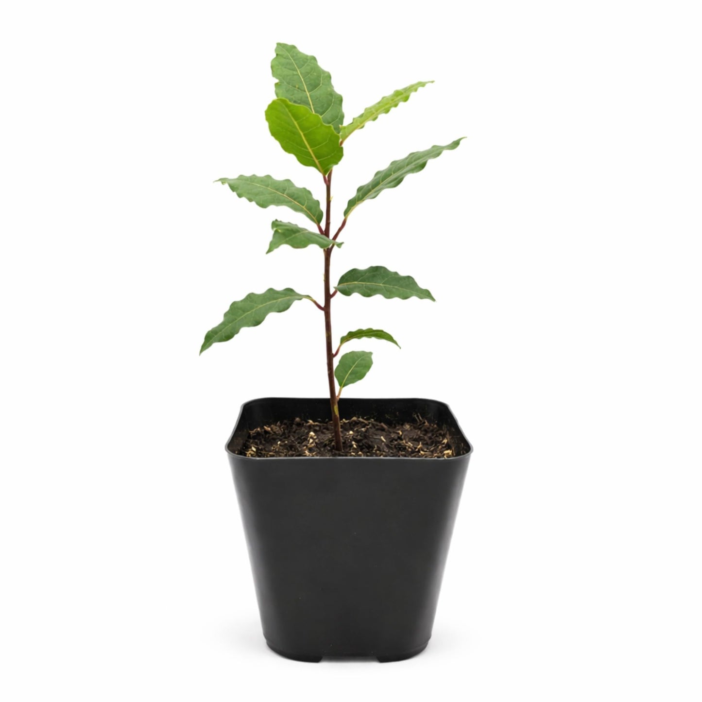 Easy to Grow Bay Laurel 1 Plant - Potted Shrub Herb in Quart Grower Pot, Aromatic Foliage Used in Cooking (Sweet Bay)
