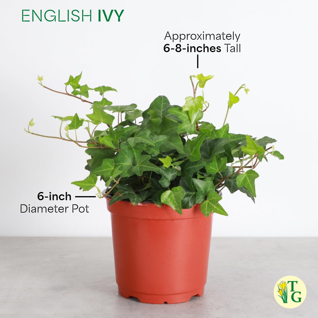 Thorsen's Greenhouse Live Green English Ivy Plant, Hedera Helix, Natural Air Purifier, Easy to Grow, Live Indoor Houseplant, (Nursery Pot - 6" Pot)