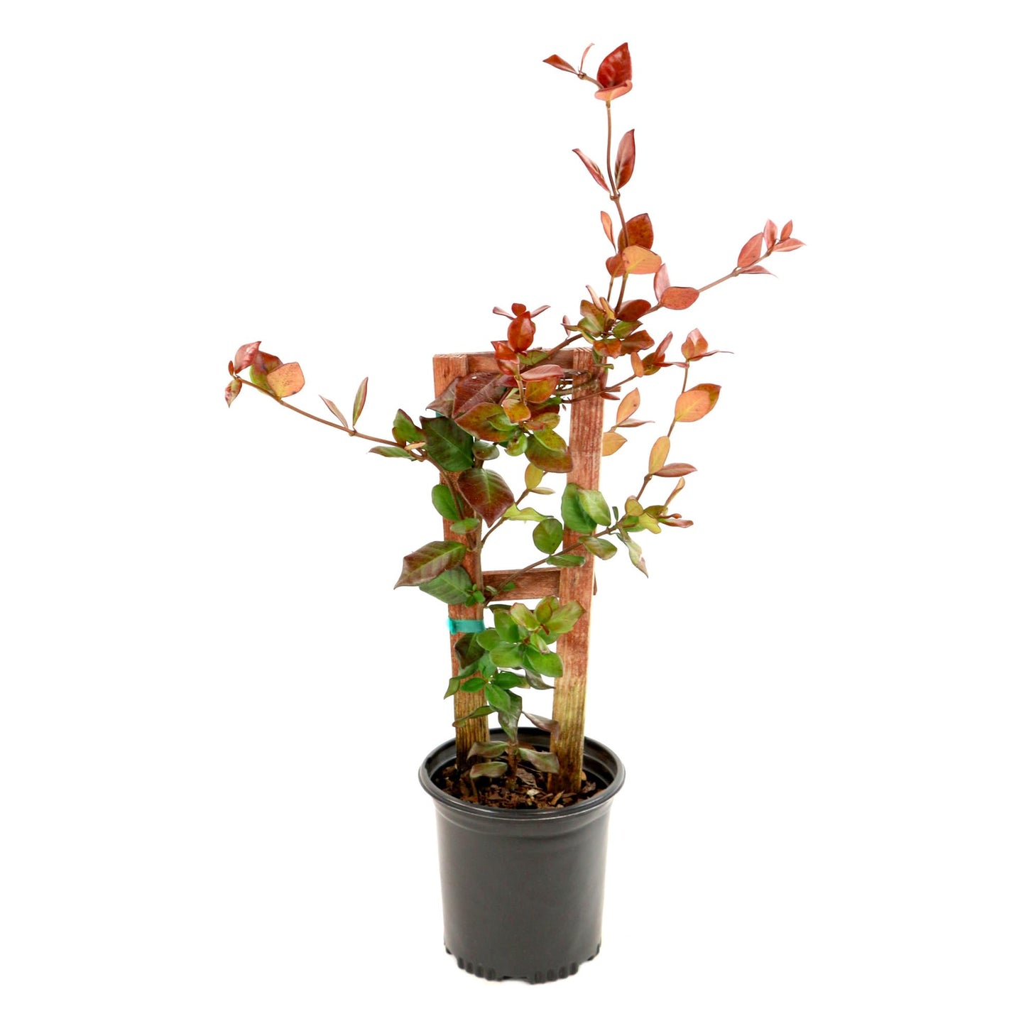 2.5 qt. Jasmine Confederate Flowering Shrub with White Flowers - Easy to Grow & Adaptable Live Shrubs for Slopes, Borders, Retaining Walls - 10 to 15 Tall and 3 to 6 Wide Confederate Jasmine Plant