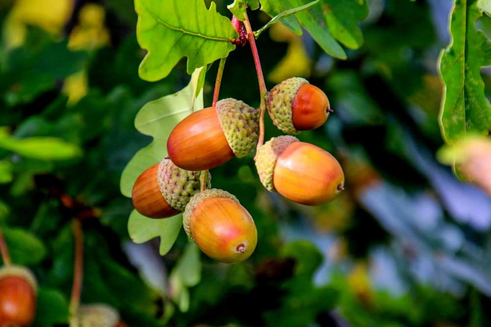 Pin Oak Trees for Planting | Live Tree Seedlings | No Ship to California (2 Trees)