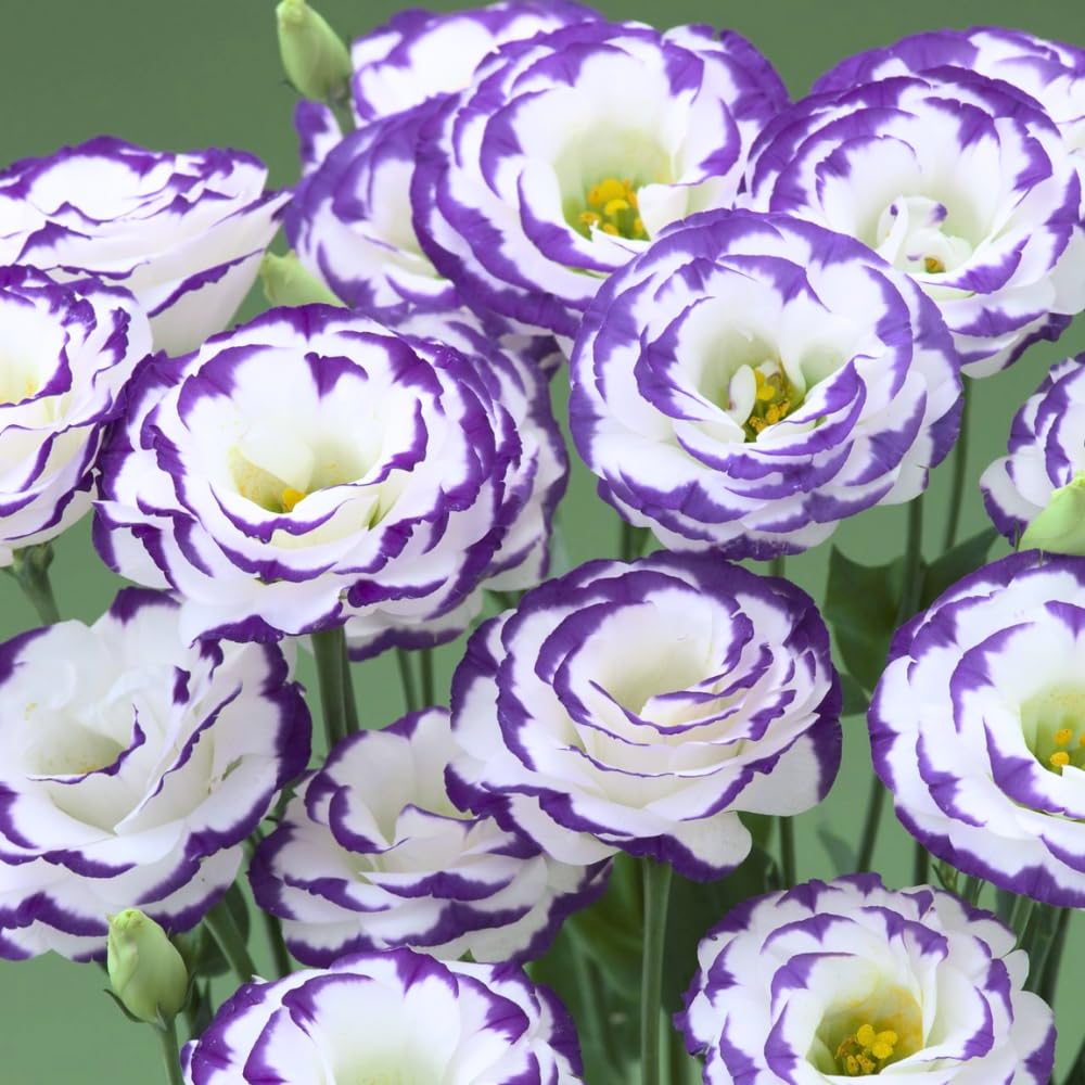 Eustoma Lisianthus Plant Live, Lisianthus Flowers Well Rooted Plug 2-3 Inch Height, Lisianthus Thornless Roses Seedling (Rare Blue Lisianthus)