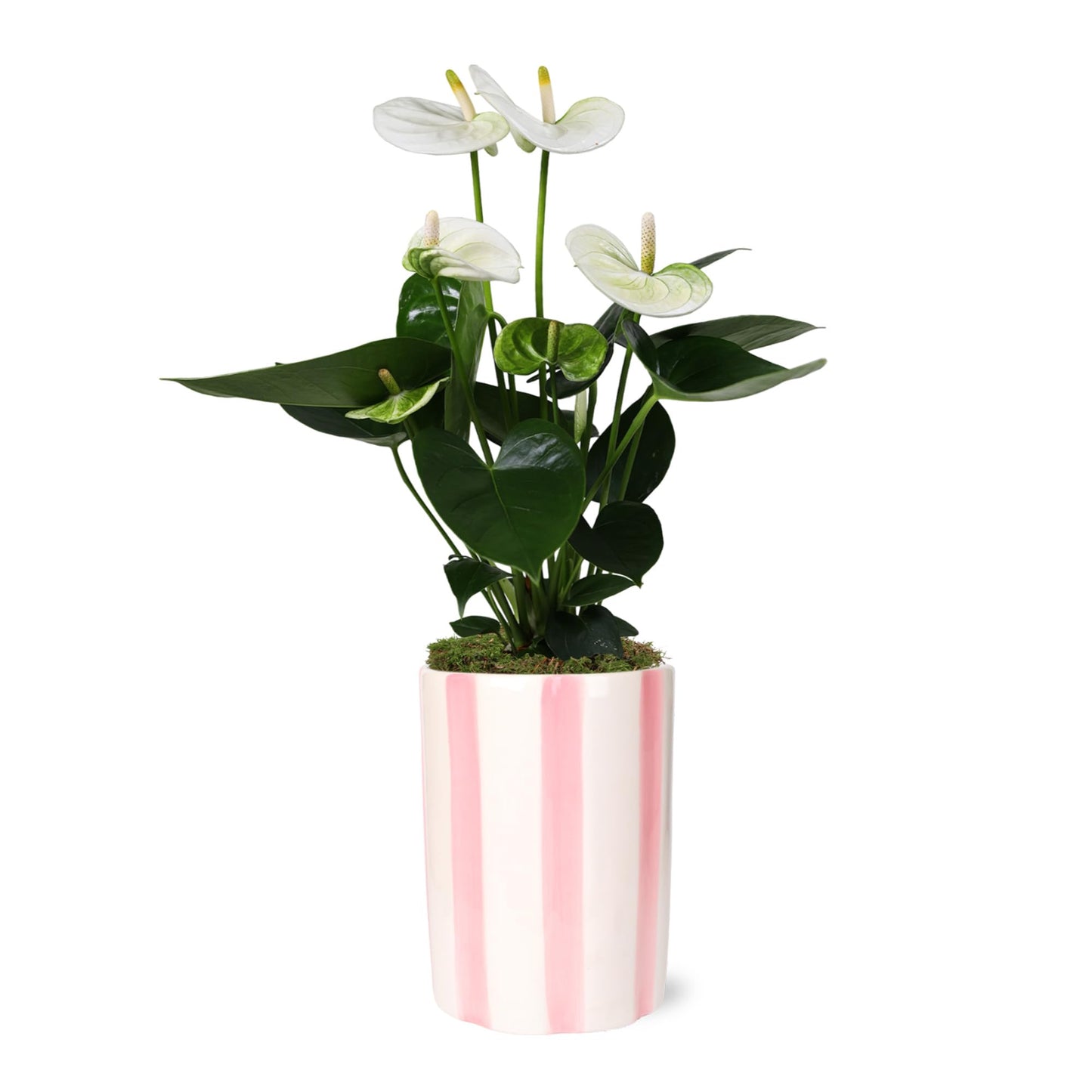 Green Circle Growers 5" White Anthurium in 5" Hollywood-Pink Pot, Live Indoor Plants, House Plant