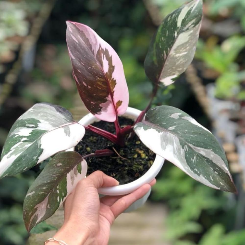 Red Philodendron Live Plant, 4-Inch Potted Tropical Houseplant, Indoor Foliage Plant, Rare Philodendron Plant