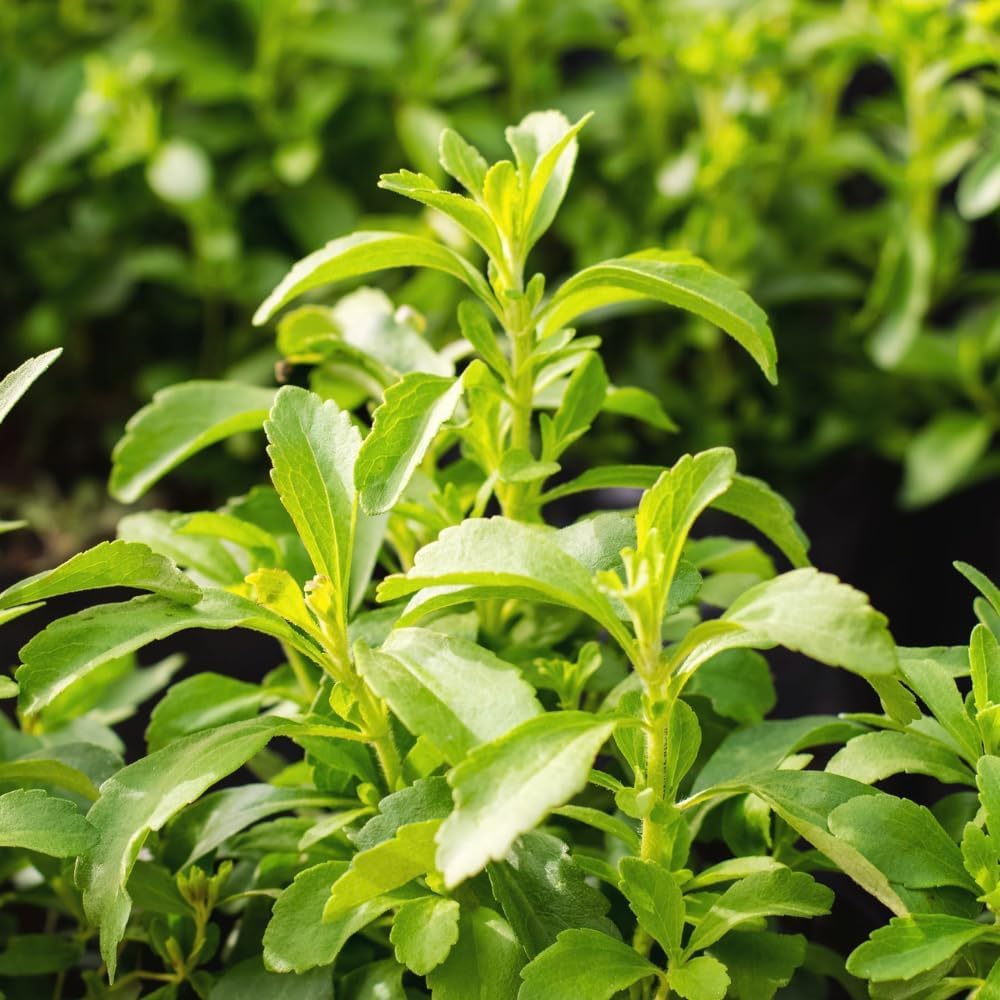 2 Packs of Stevia Plant Live for Planting, Sweet Stevia Mint Herb Well Rooted, 4 Inches Potted