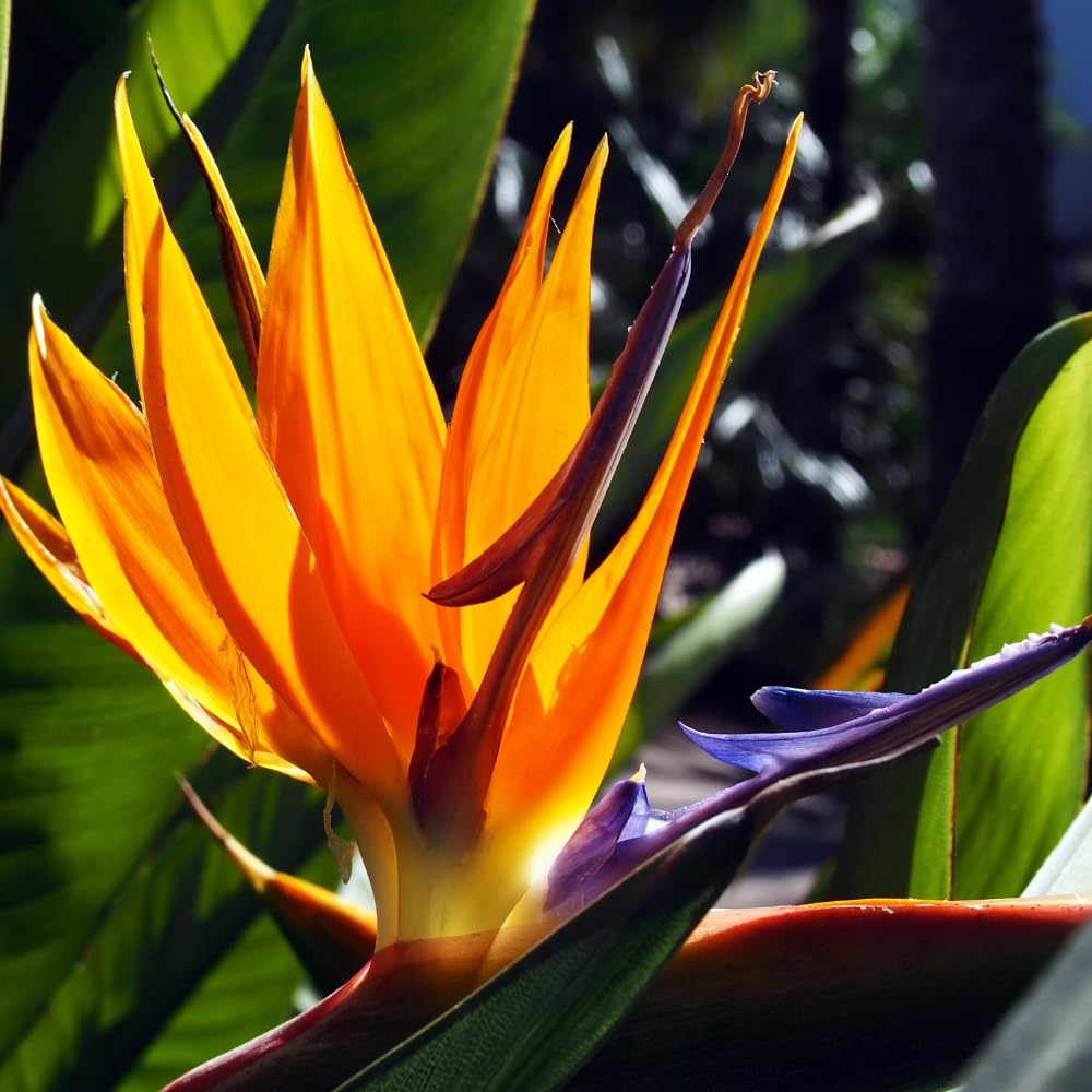 Orange Bird of Paradise Plant Live Houseplant, 5-12 Inch Tall, Ornamental Strelitzia Reginae Live Plant for Indoor Outdoor