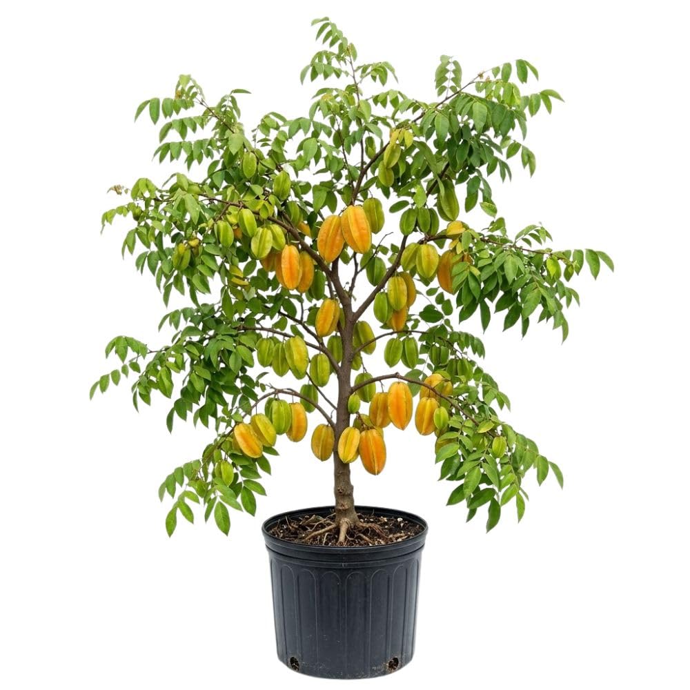 Starfruit Tree Live Plant 3 Gallon 2 to 3 Feet Tall, Live Sweet Tropical Starfruit Fruit Tree for Garden, No Ship to CA