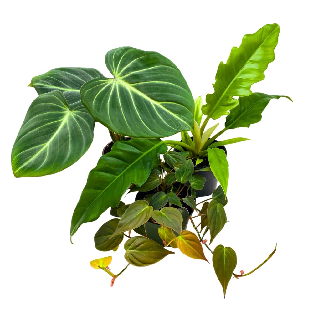 BubbleBlooms Philodendron Assortment Set, 4 inch pots, Set of 3, Indoor Houseplants Grower's Choice Variety