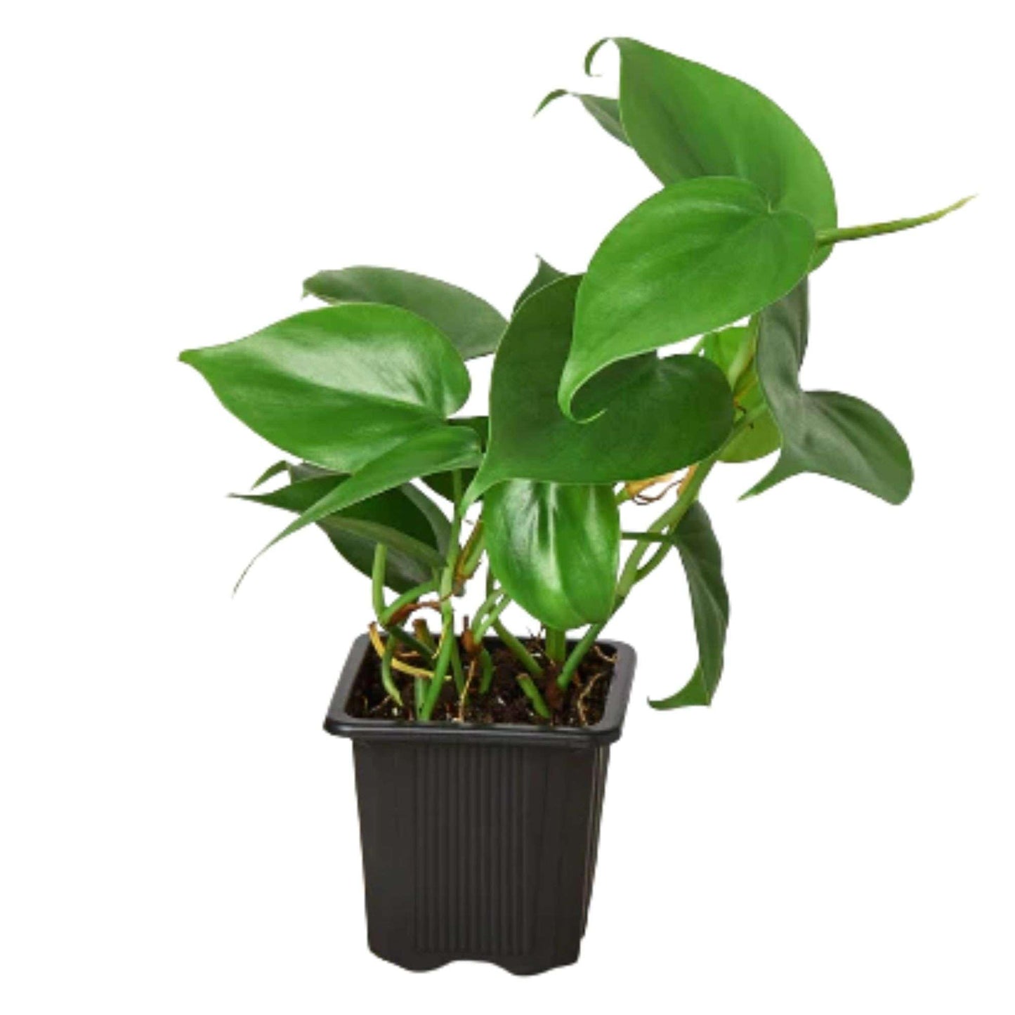 Philodendron Cordatum Heartleaf Live Plant for Indoor | Different Houseplants in 3'' Pot | Real House Plant for Living Room, Office, Desk & Bathroom | Philodendron cordatum