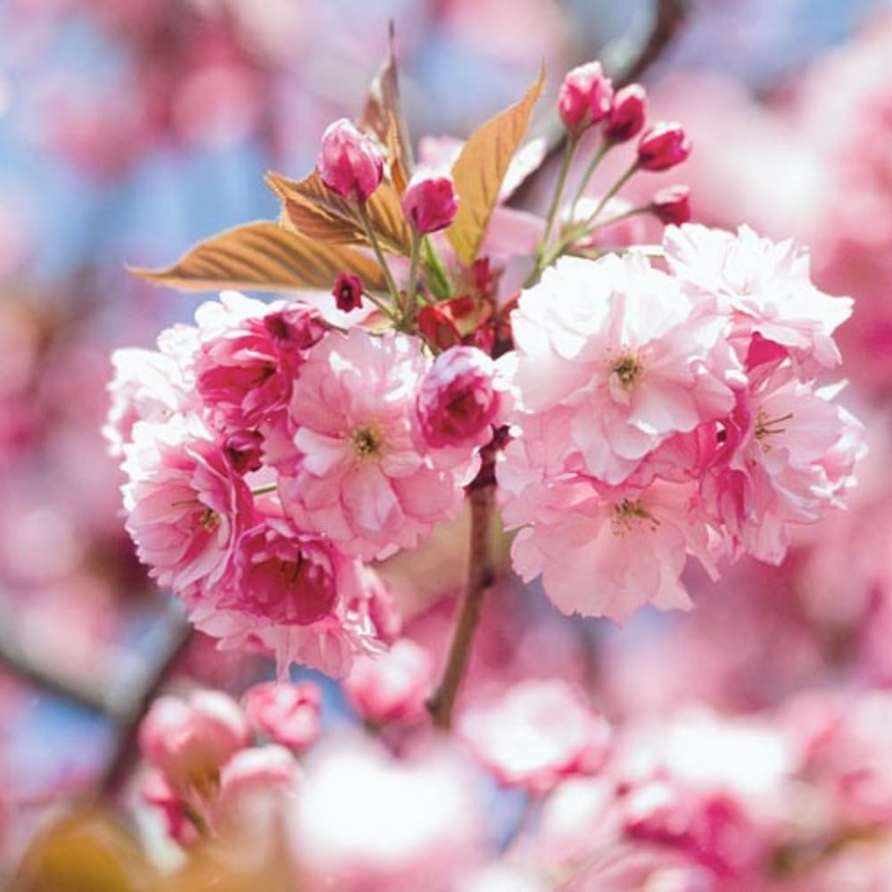 Cherry Blossom Tree Live Plant, 8-12" Tall, Ornamental Flowers for Outdoor Planting, in Pot (Double Pink Cherry)