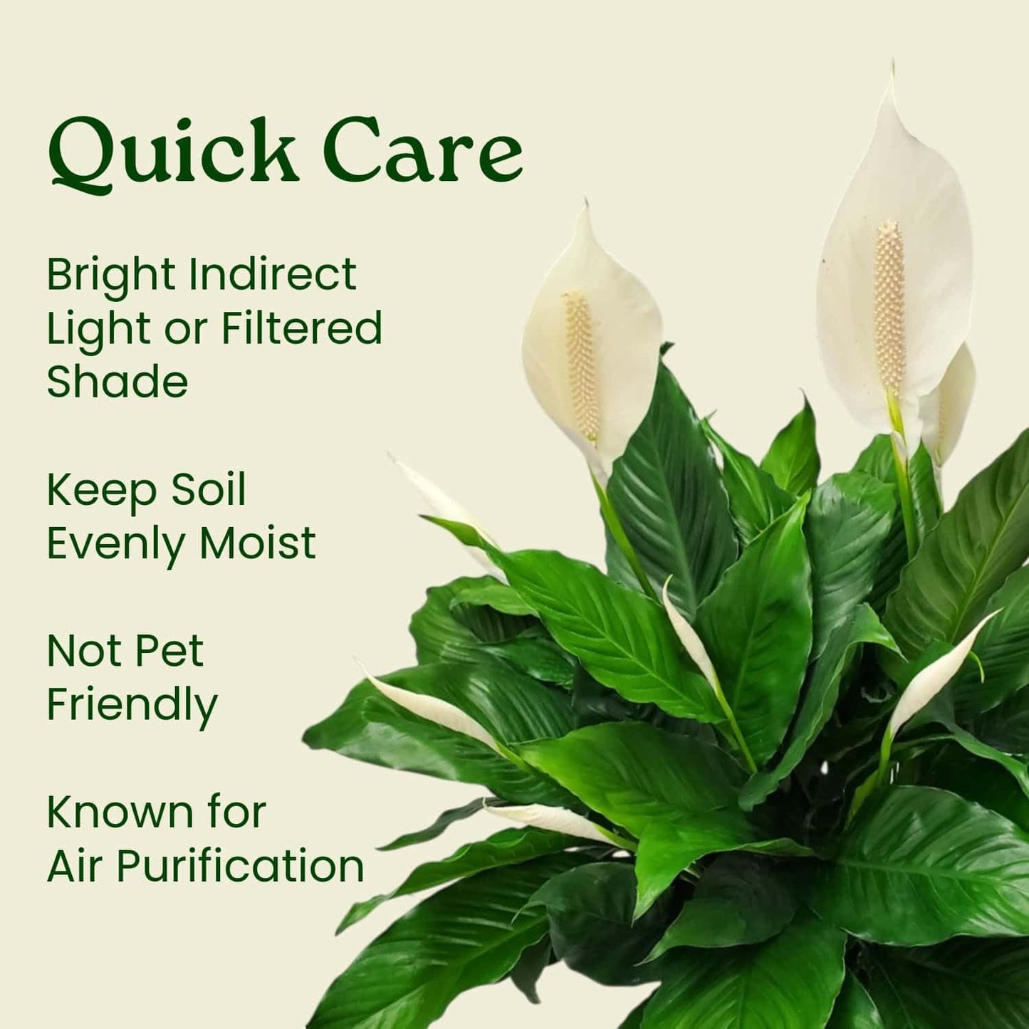 Spathiphyllum Peace Lily - Flowering Foliage Plant - 3 Gallon Planter - Overall Height 24" to 28" - Tropical Plants of Florida (Plant in Growers Pot)