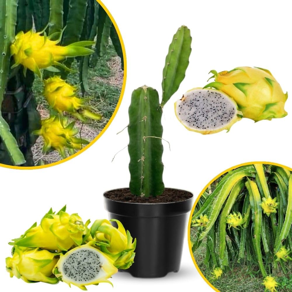 Sweet Yellow Dragon Fruit Plant 1 Gallon, Tropical Dragon Fruit Plant Live for Planting Outdoor Home Gardening