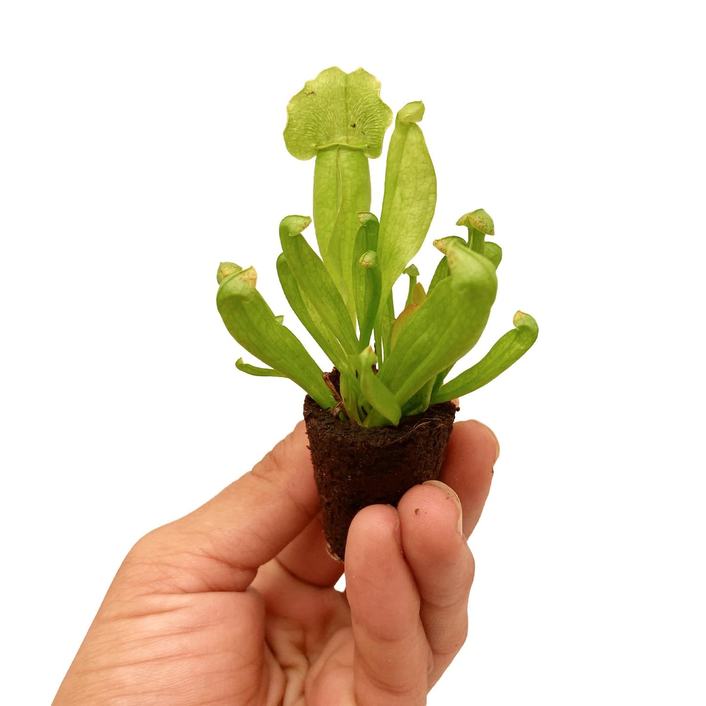 ragnaroc Sarracenia Purpurea SSP. Venosa 2-4" (Purple Pitcher Plant) 1ct – Live Plant for Indoor Outdoor Use, Carnivorous Plant – Live Arrival Guaranteed