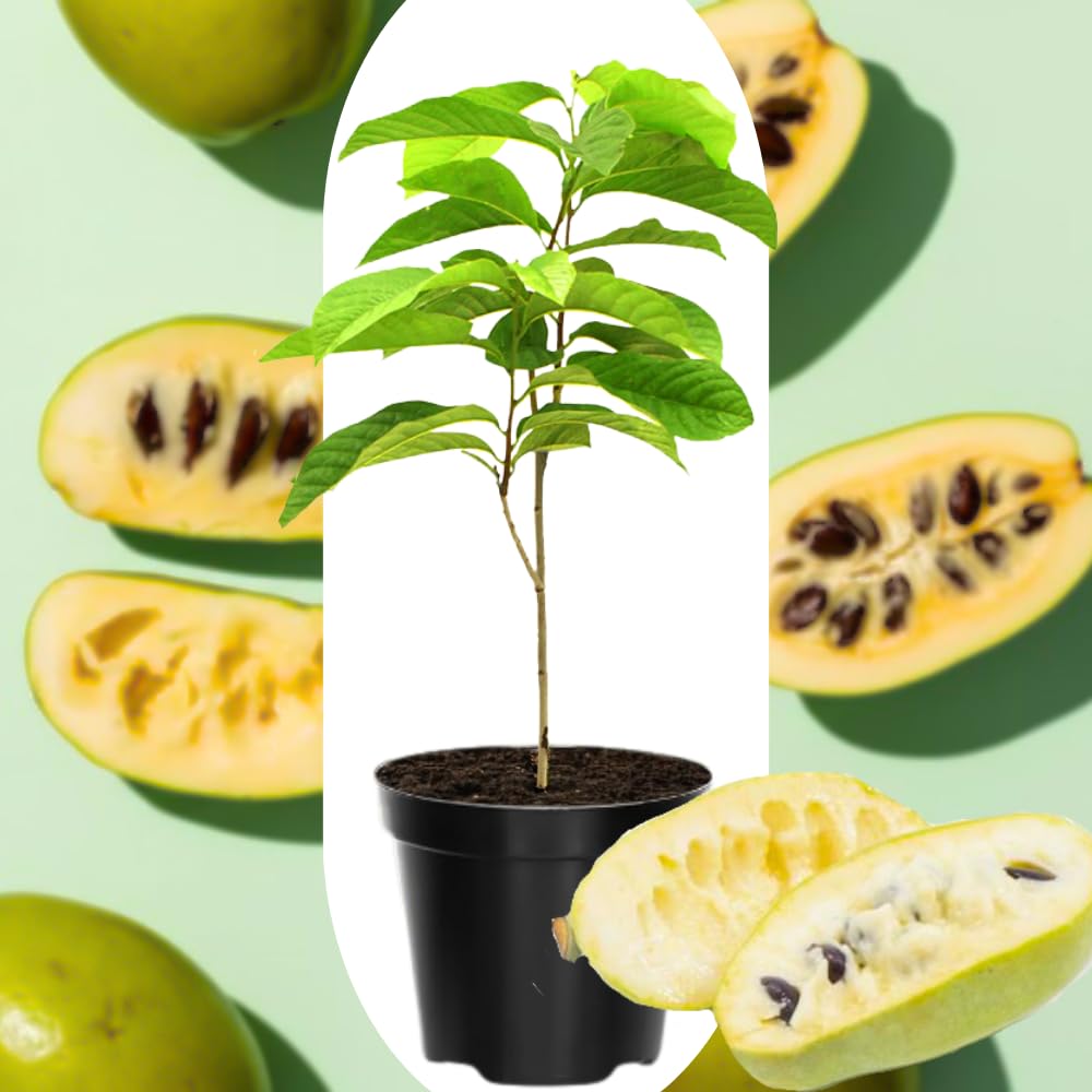 American Pawpaw Tree Live Plant, 1 Year Old Seedling Bare Root, Hardy Asimina Triloba Paw Paw Plant, 6 to 15 Inc Tall