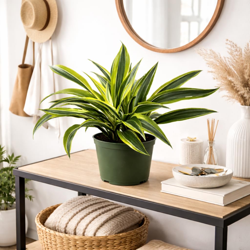 Dracaena Lemon Lime Live Plant in 6 Inch Pot, Variegated Indoor Houseplant with Bright Green and Yellow Foliage