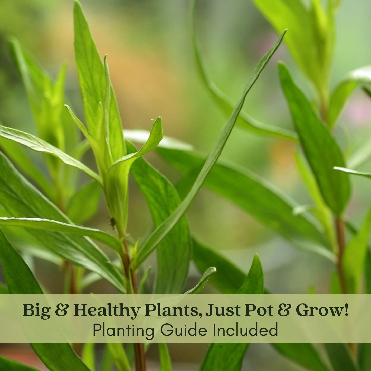 Clovers Garden French Tarragon Herb Plants - Two (2) Live Plants – Non-GMO - Not Seeds - Each 4" to 8" Tall – in 4" Inch Pots - Propagated from Authentic French Plants
