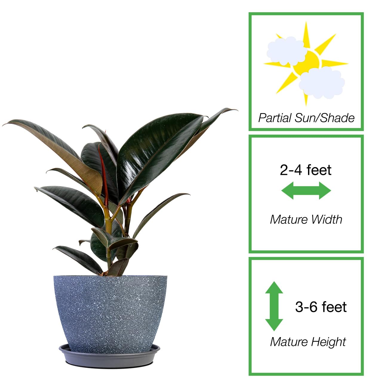 PERFECT PLANTS Rubber Plant Ficus Elastica 'Burgundy' with 6in.Midnight Blue Decor Pot, Live Indoor Houseplant Unique Home Décor