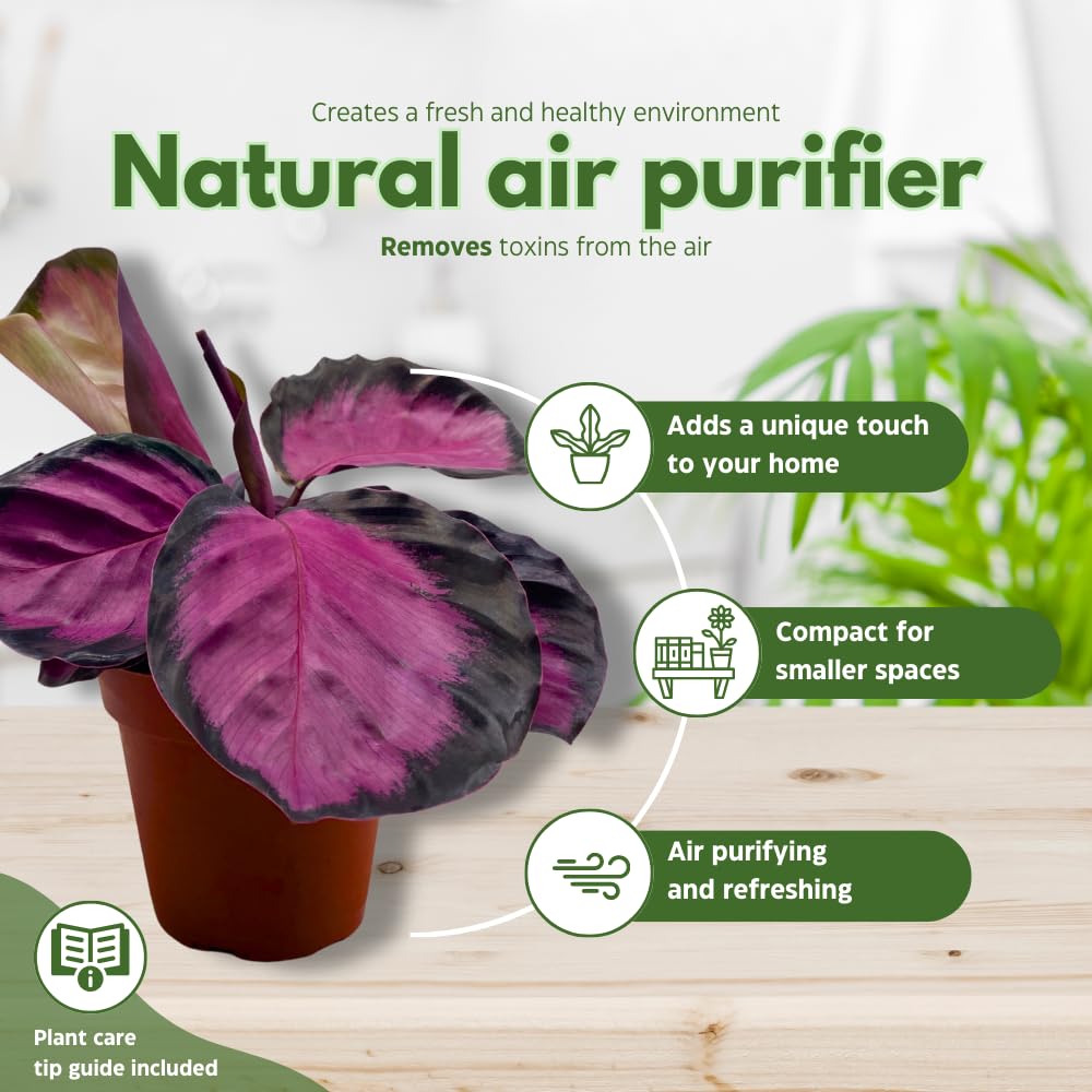 BubbleBlooms Calathea Rosie, in 4 inch Pot, Pink Picturata, Hot Pink Roseopicta, Rosey Pink Star, Rosy Prayer Plant