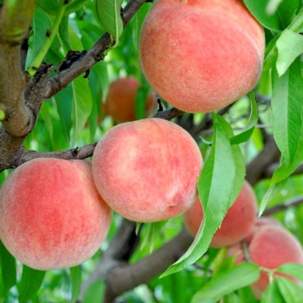 Grafted Peach Tree Live Plant, Well Rooted Peach Plant 1 Feet Tall for Planting Outdoor, Dormant, Ready to Bear Fruit Within 1-2 Years (Belle of Georgia)