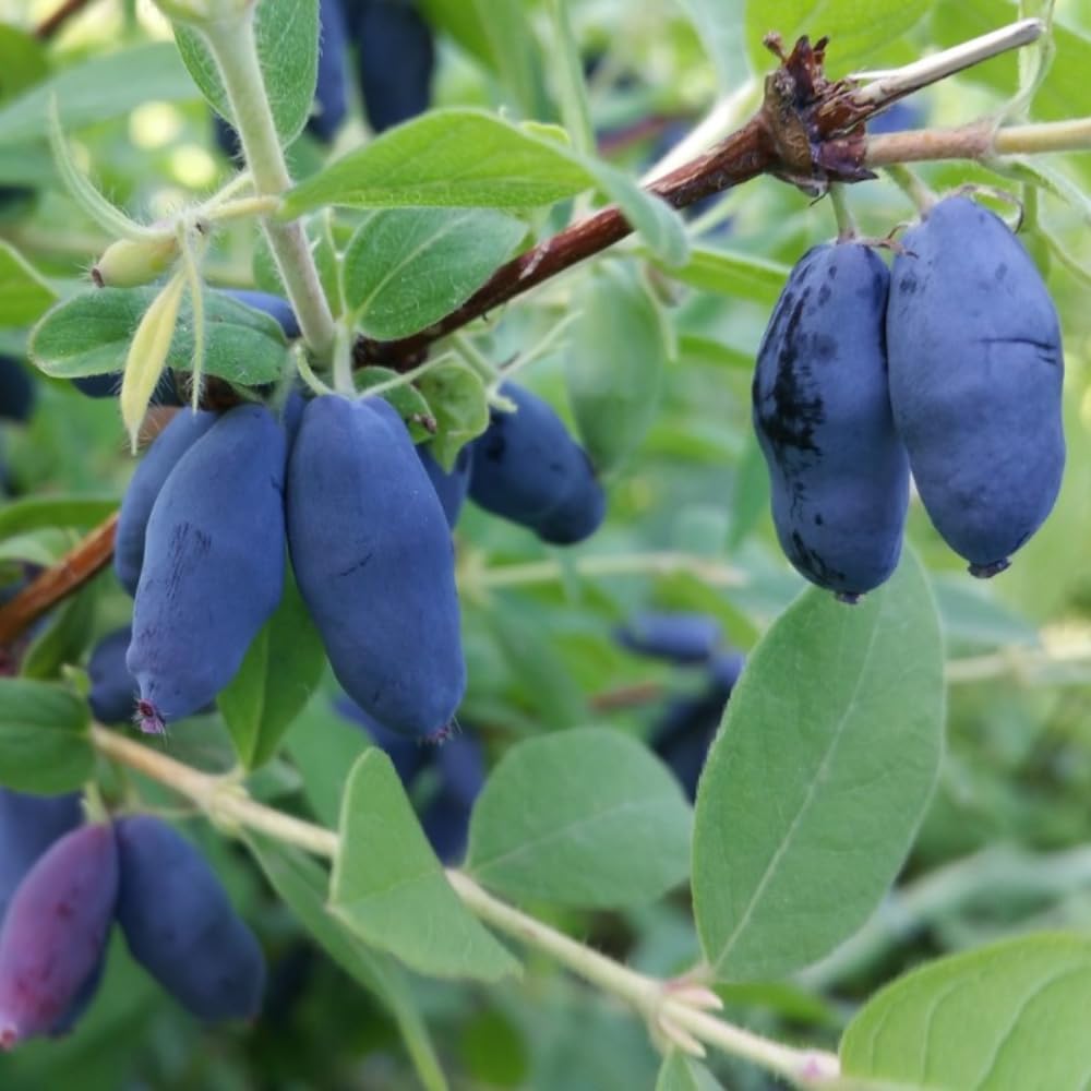 Haskap Live Plant, Sweet Fruit Berry Starter Plant, 4-6" Tall Honeyberry Plants, Haskap Fruit Plants for Outdoor Garden
