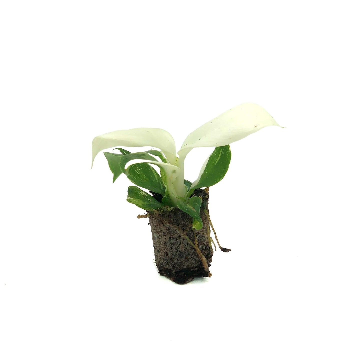 Live Plant - Philodendron White Wizard, 4-6” Tall 2” Plug - 1ct - Live Arrival Guaranteed - House Plants for Home Decor & Gift