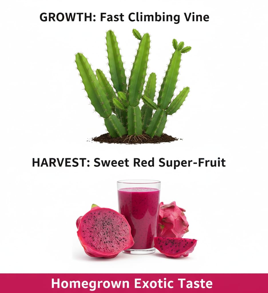 2 Edgar Dragon Fruit Plants (Hylocereus sp.) - Live Rooted Starters (4-6 Inches) - Sweet Red Flesh Pitaya Cactus - Self-Pollinating Vine for Home Gardens