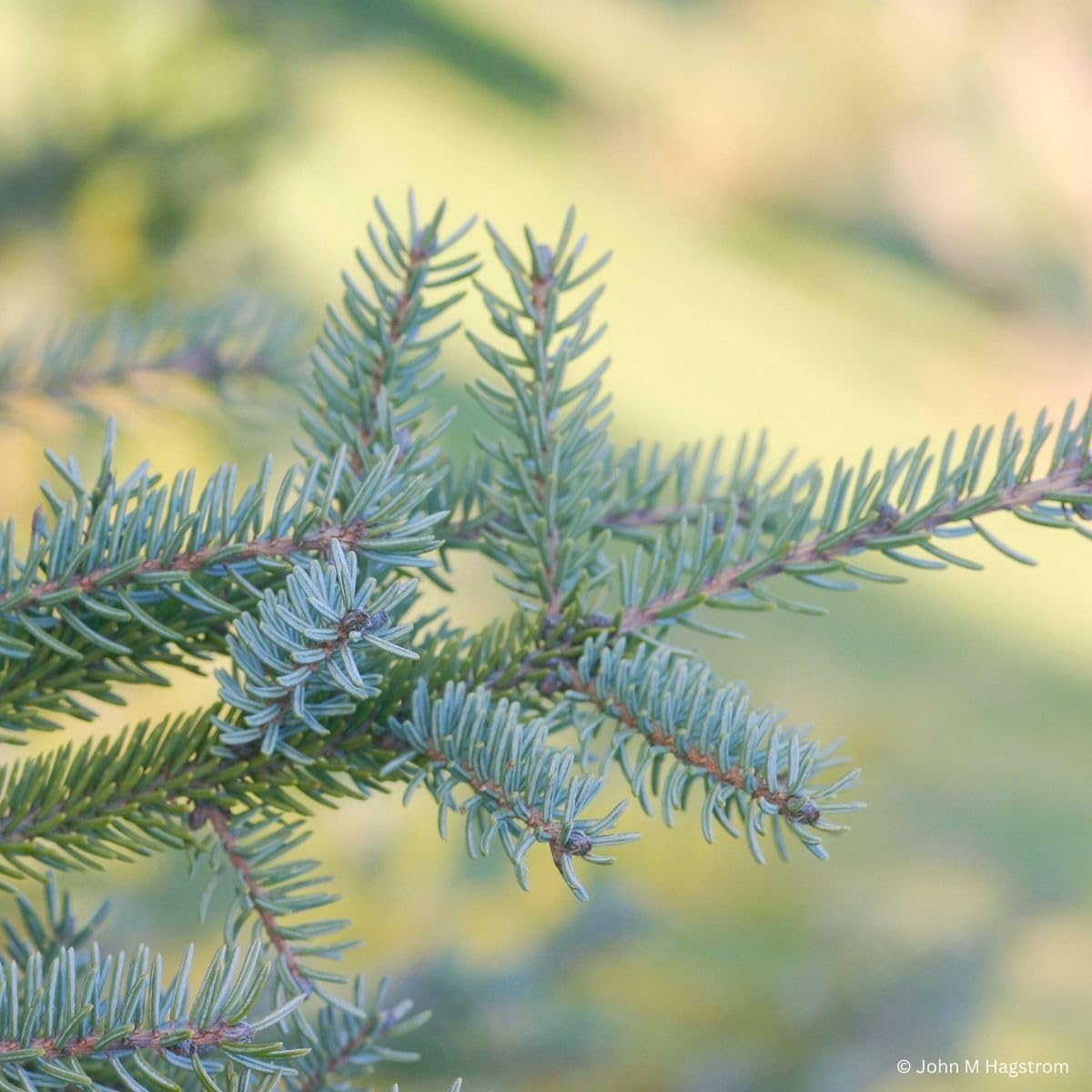 Black Spruce Live Tree Plug Seedlings | 6"-12" | Arbor Day Foundation (10-Pack)