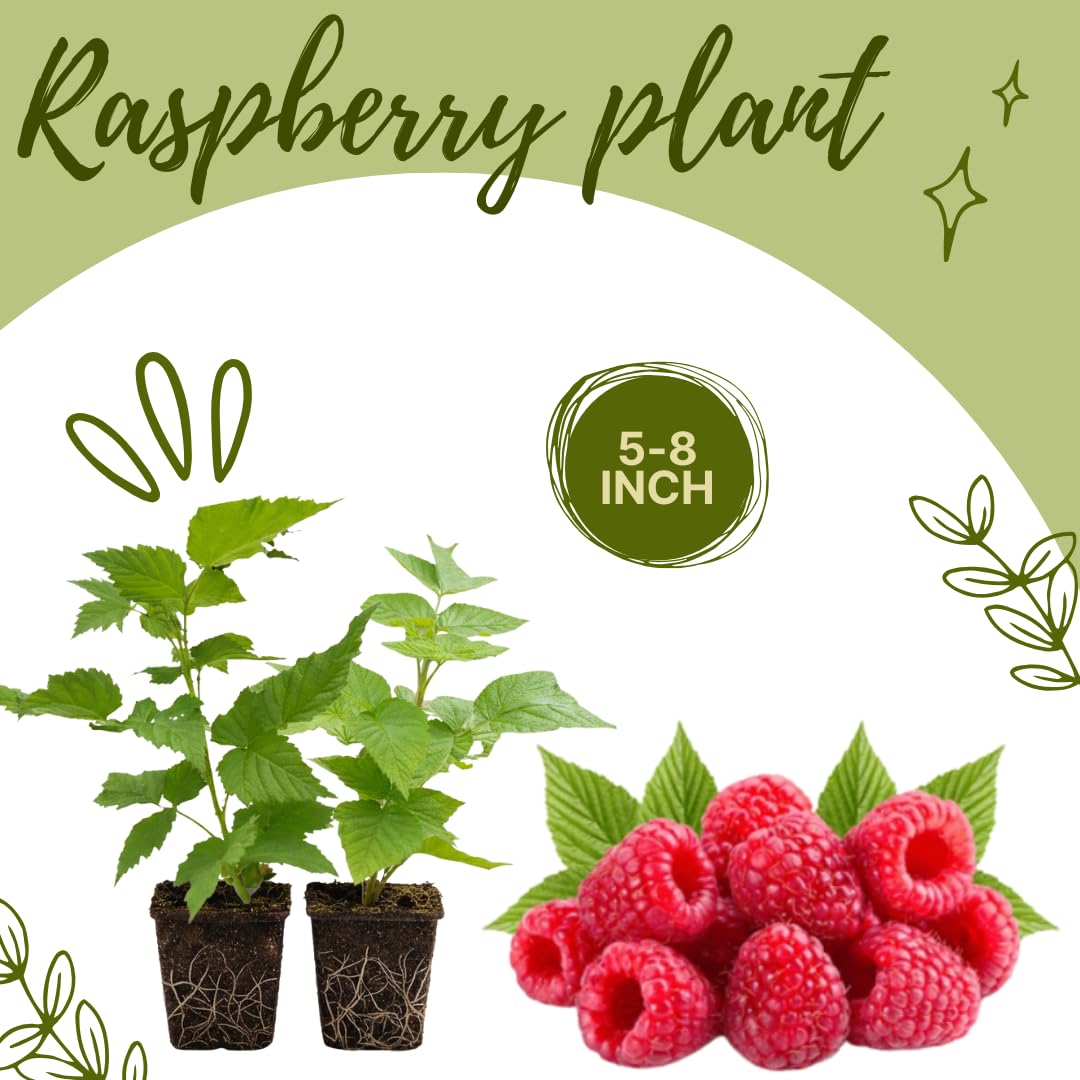Set of 2 Raspberry Plants Live, Sweet Raspberry Bushes, 5-8 Inches Tall, Well-Rooted, Ready for Growing (Red Raspberry)