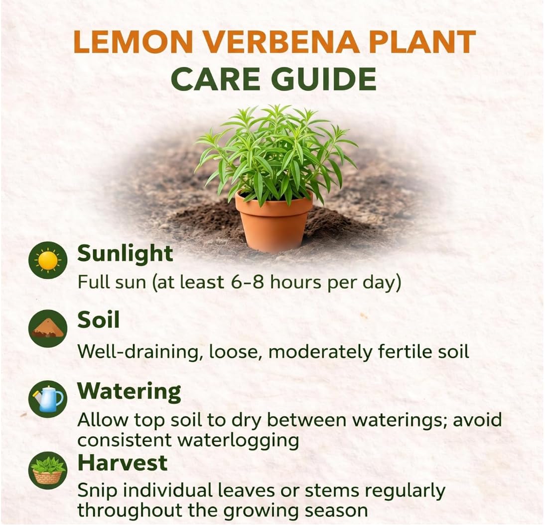 Lemon Verbena Plant, 4-Inch Tall, Well Rooted, Easy Care, Aromatic and Edible Herb Live Plant, Ideal for Containers, Patio & Outdoor Planting
