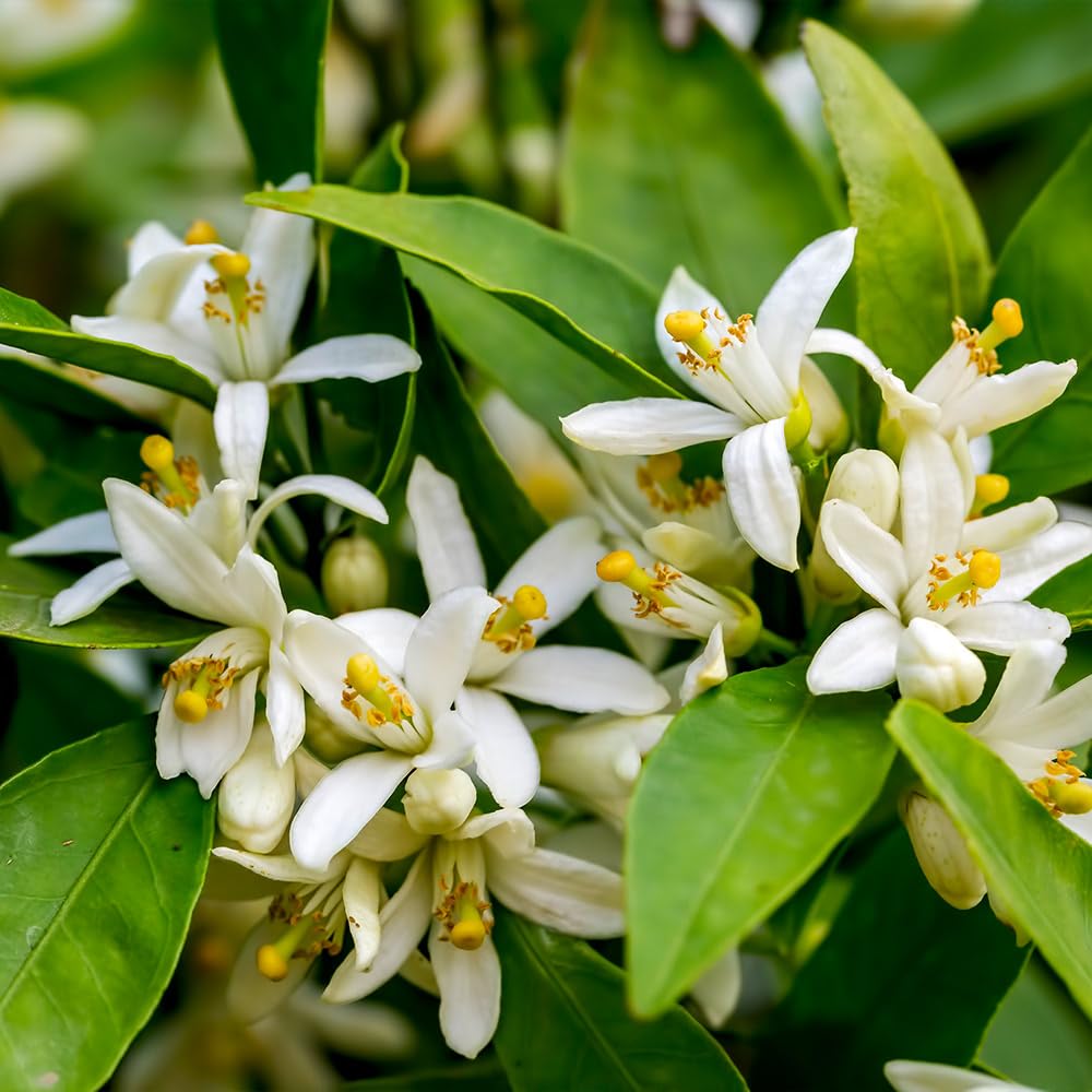 Brighter Blooms - Cara Cara Orange Tree, 2-3 ft. - No Shipping to AK, AL, AZ, CA, FL, GA, HI, LA, MS, OR, TX