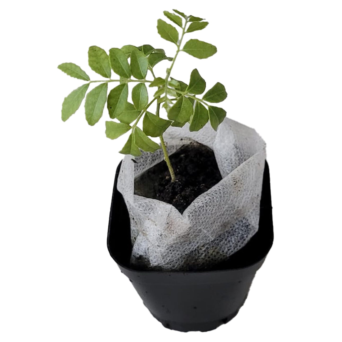 Curry Leaf Plant. Live Plant. Fragrant, Beautiful, Edible. Easy Grow. Indian Cooking Must Have. Murraya Koenigii. (1 Cup)