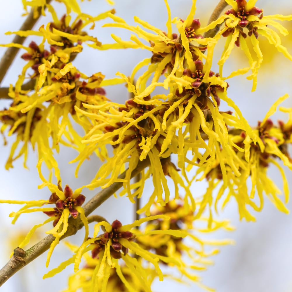Witch Hazel Plant Live, Witch Hazel Bush Shrub Plants in Quart Pot for Planting, Dormant in Winter