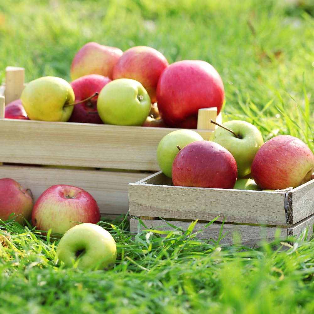 Honey Crisp Apple Tree Live Plant Up to 3 Feet, Bare Root Dormant, Spring Break Fruit Sweet Apple Trees Live Plants for Outdoor Planting, Cold Hardy Fruit