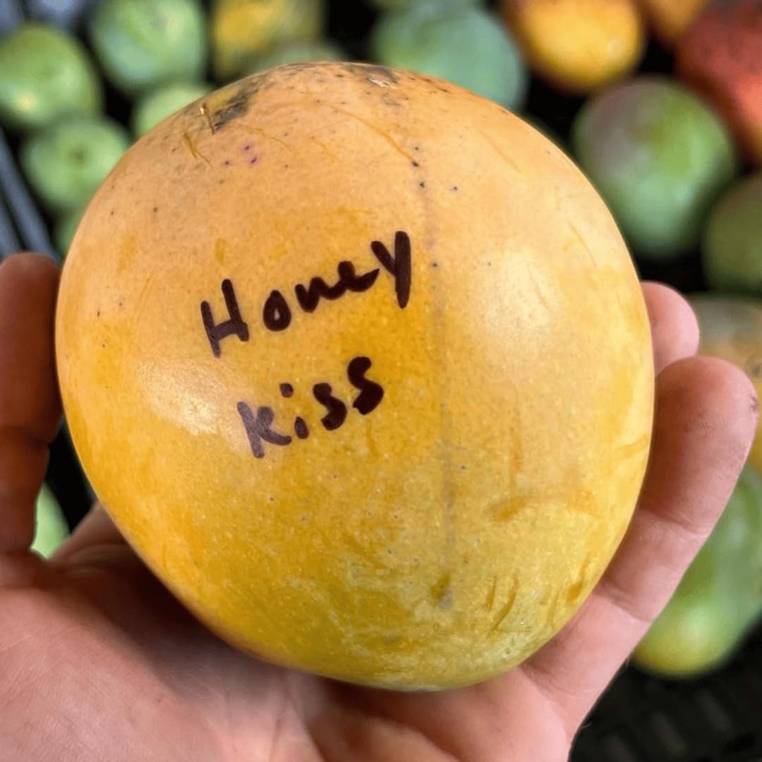 Honey Kiss Mango Tree – 1.5-2 Feet Tall, Naturally Seed Grown | Live Dwarf Tropical Fruit Tree (Mangifera Indica) | Compact, Container-Friendly Variety | Sweet, Fiberless Honey Like Mango
