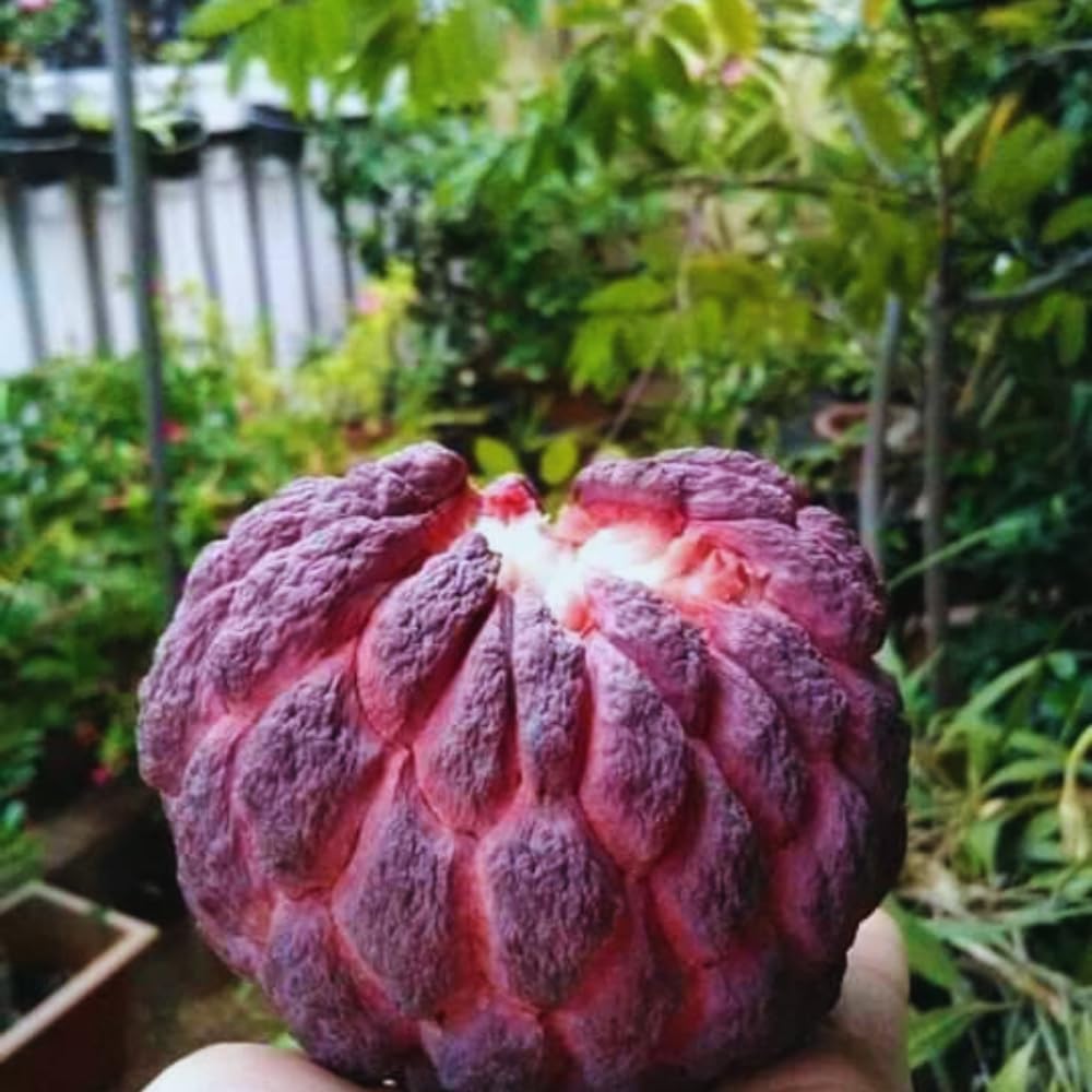 Red Sugar Apple Tree Live Plant, Sugar Apple Fruit Plant, 3 Gallon Pot, No Ship to CA, 2 to 3 Feet Tall
