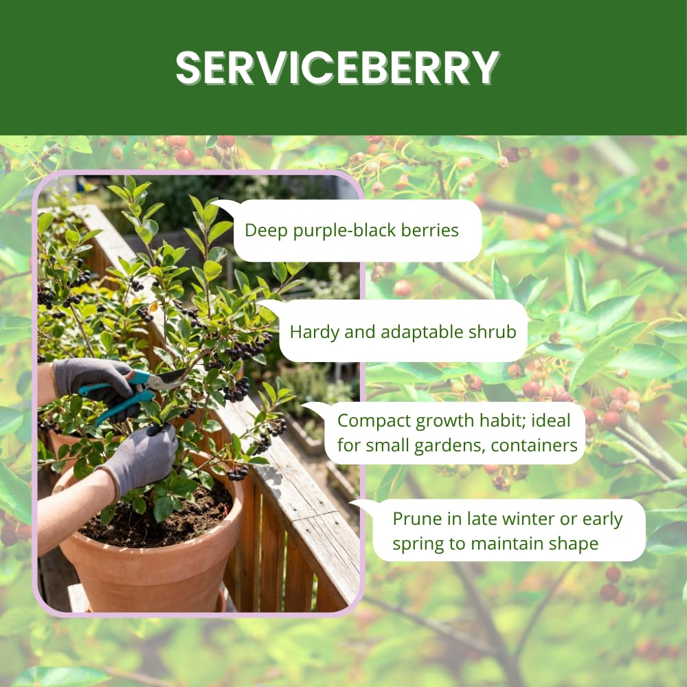 Serviceberry Tree Live Plant, Edible Serviceberry Plant, 5-9 Inc Tall, Sweet Berry Shrub for Outdoor Garden