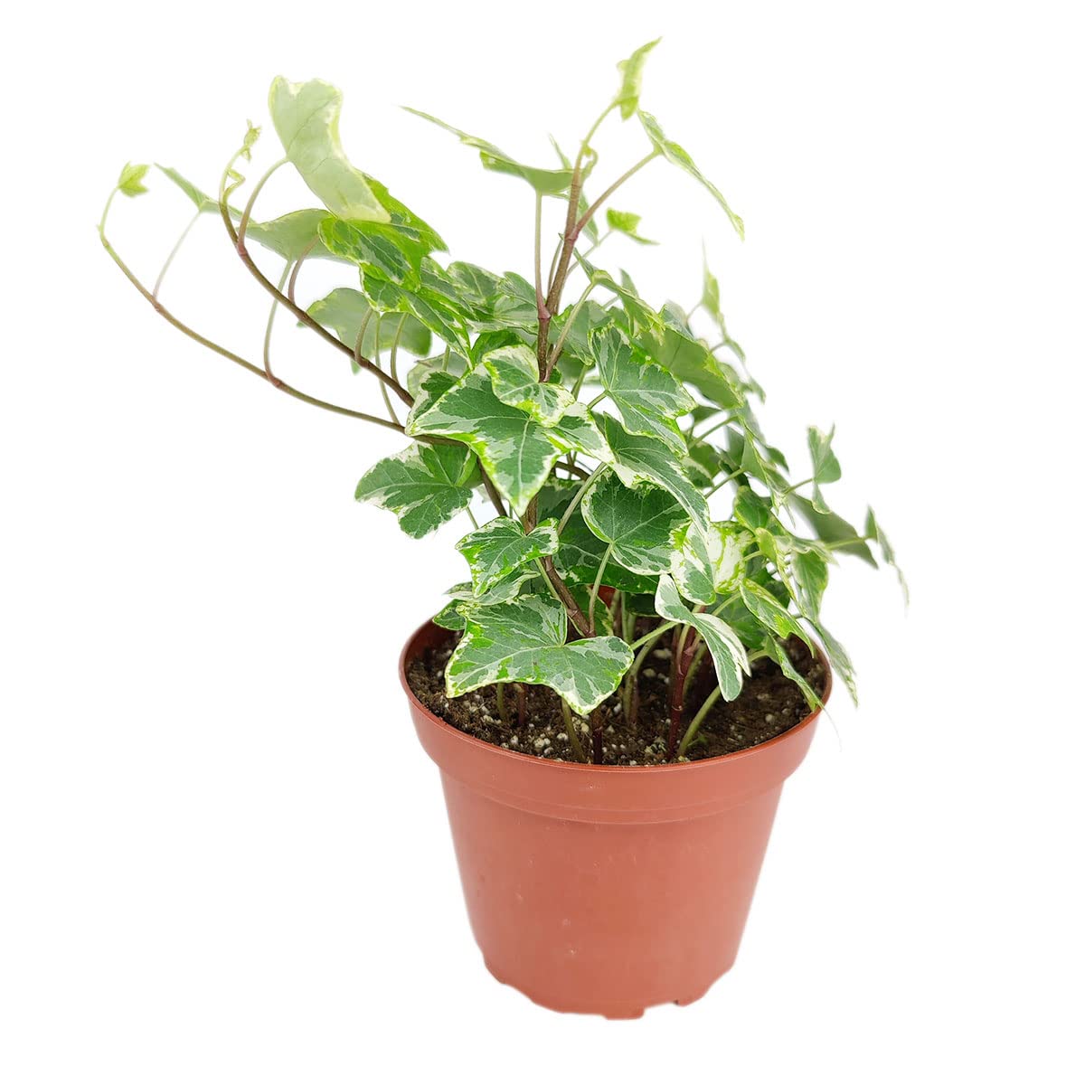 Golden English Ivy (4" Grower Pot) - Healthy Houseplant - Easy Care Indoor Houseplant