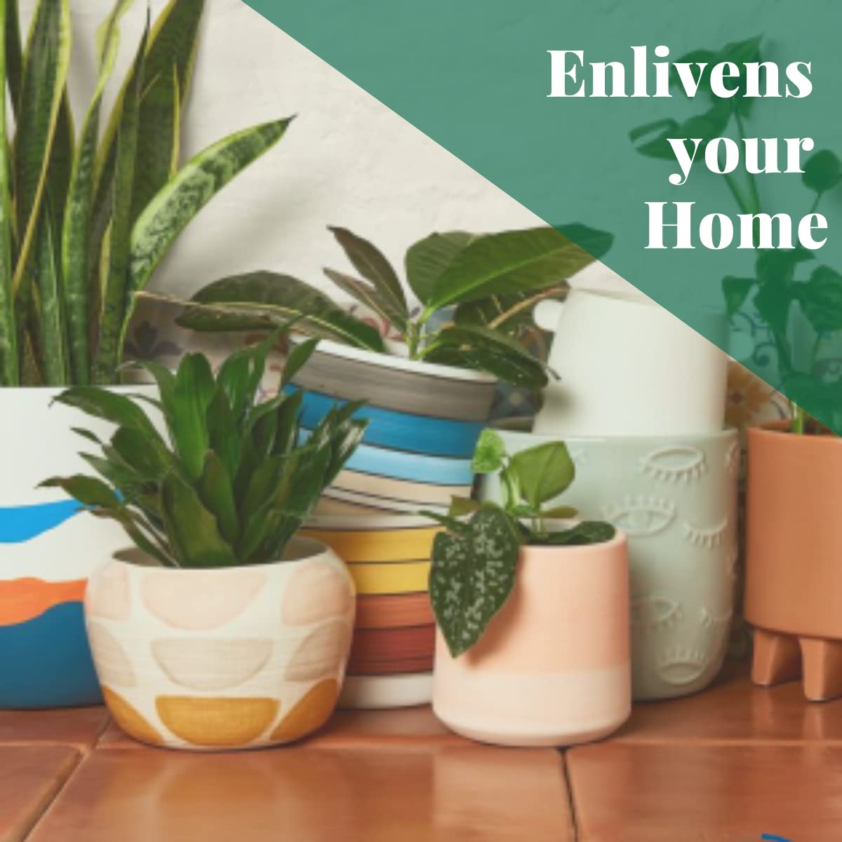 House Plant Shop | Spider 'Bonnie' - 4" Pot | Live Indoor Plant | Easy to Care | Natural Décor Plant | Great Gifts| Free Care Guide