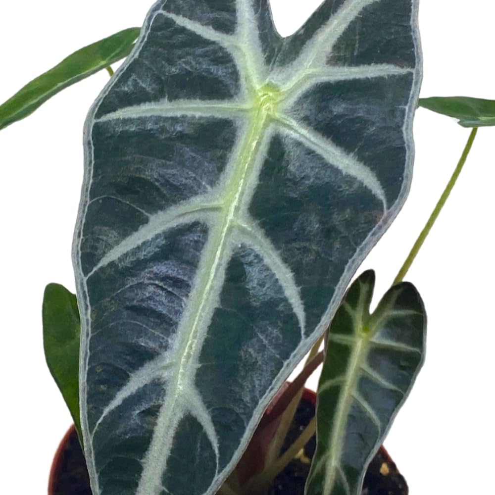 BubbleBlooms Alocasia Bambino in a 4 inch Pot