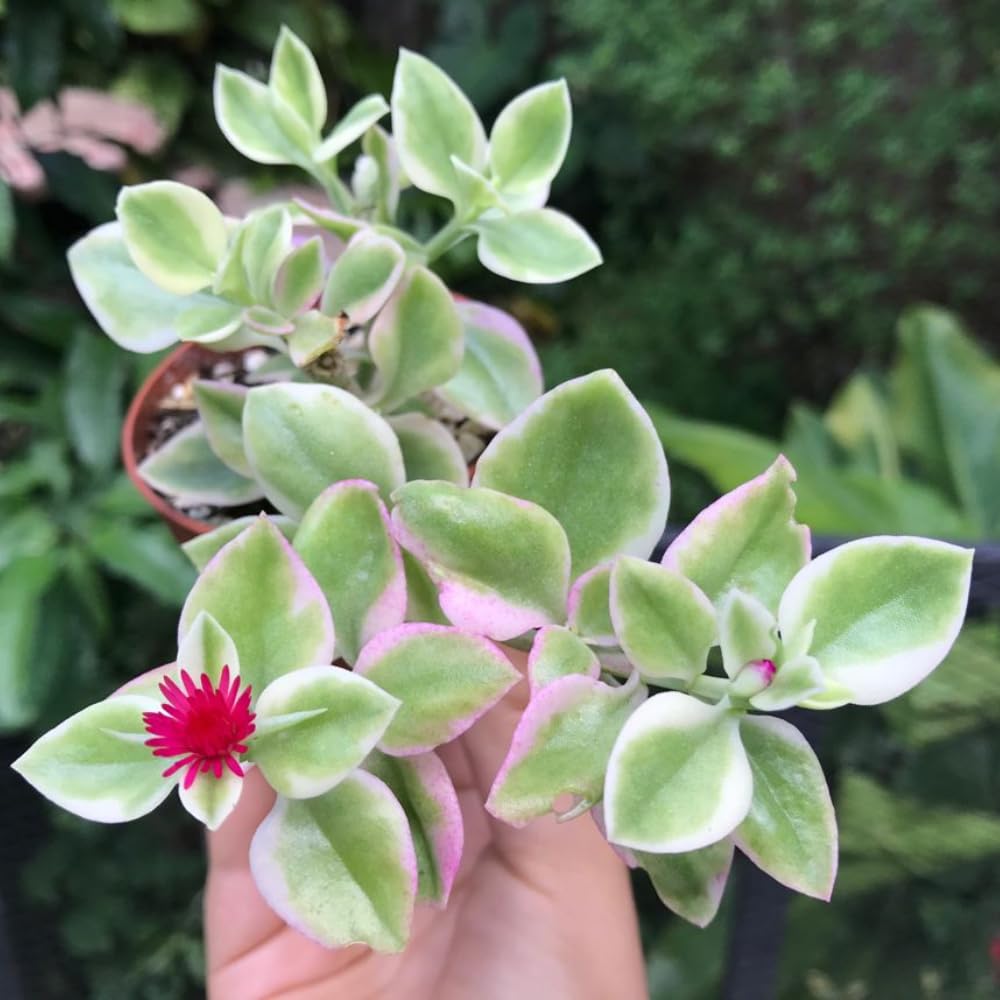 Variegated Ice Plant Live in 4 Inches Pot, Live Rare Succulent from 4 to 6 Inches Height, Variegated Baby Sun Rose Succulents for Hanging Basket