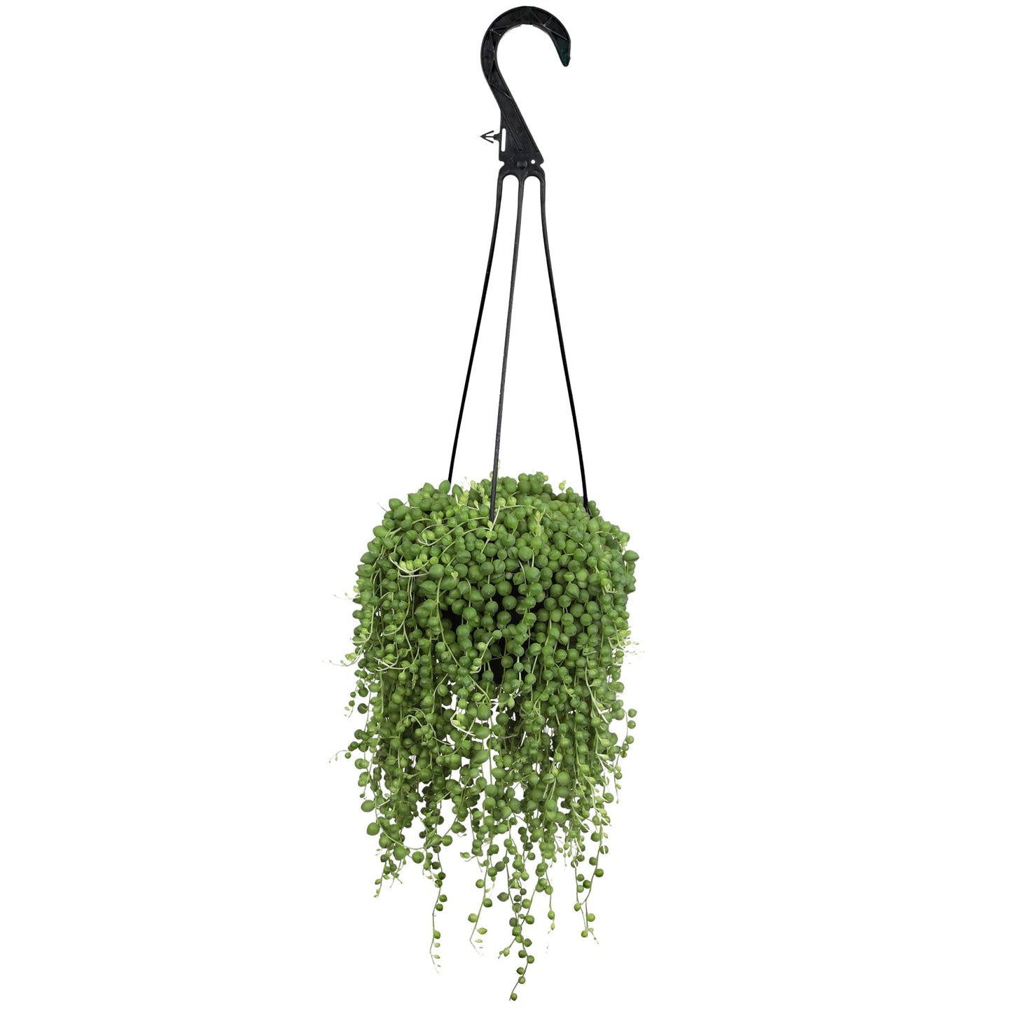 Live String of Pearls Succulent Plant Decor Hanging Basket, Real Succulents & Houseplants for Home or Office, Senecio Rowleyanus, Unique House Plants