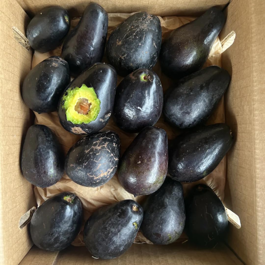 2 Years Old Avocado Tree Grafted, 1-2 Feet Tall in 3 Gallon Pot,Ready to Plant and Bear Fruit (Black)