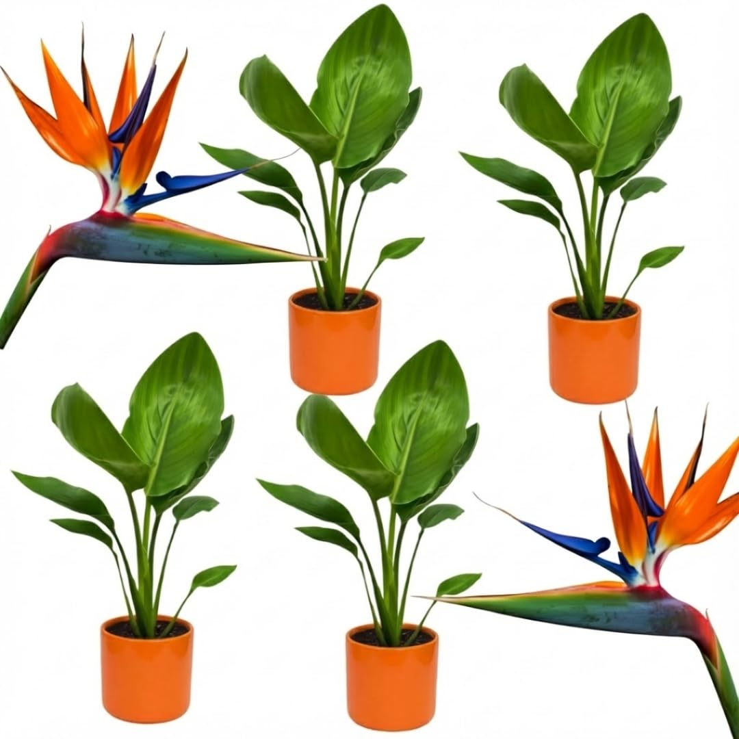 2 Orange Bird of Paradise Plants Live, Cold Hardy, 4-7" in Tall, Fast Growing, Strelitzia Reginae Flower for Spring Landscaping Ornamental Indoor Outdoor