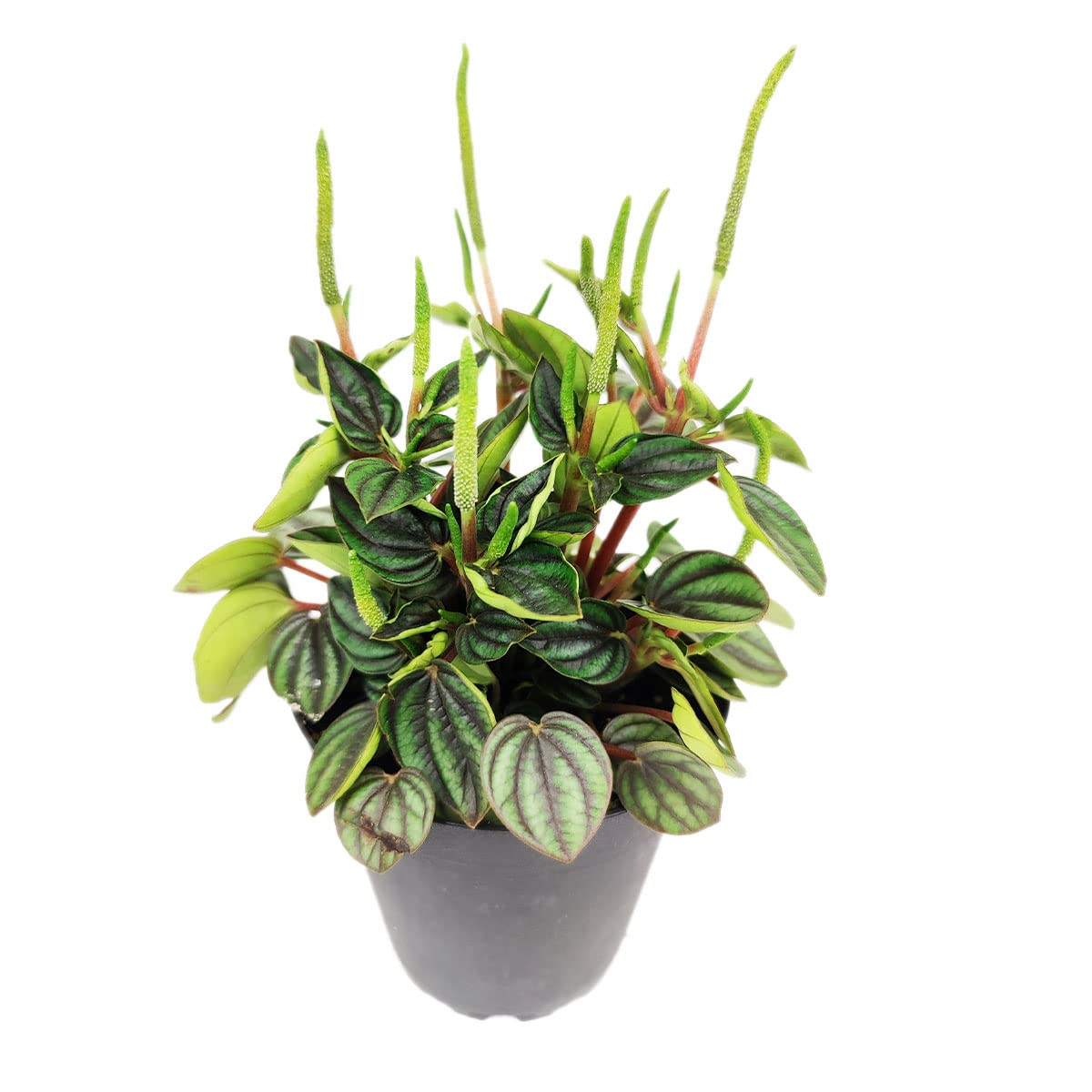 Live Houseplant 4" Peperomia Piccolo Banda - Easy Care Indoor Plant - House Plants Indoors Live - Low Light Houseplants - Plants Live Houseplants - Air-Purifying Houseplant for Gift or Home Decoration
