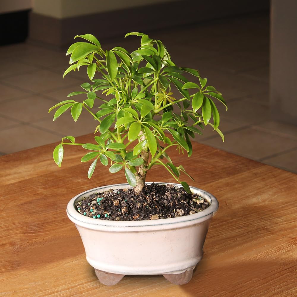 Brussel's Bonsai Live Hawaiian Umbrella Bonsai Tree - Small, 3 Year, 4 to 7 Inches Tall - Indoor Bonsai Tree with Ceramic Bonsai Pot