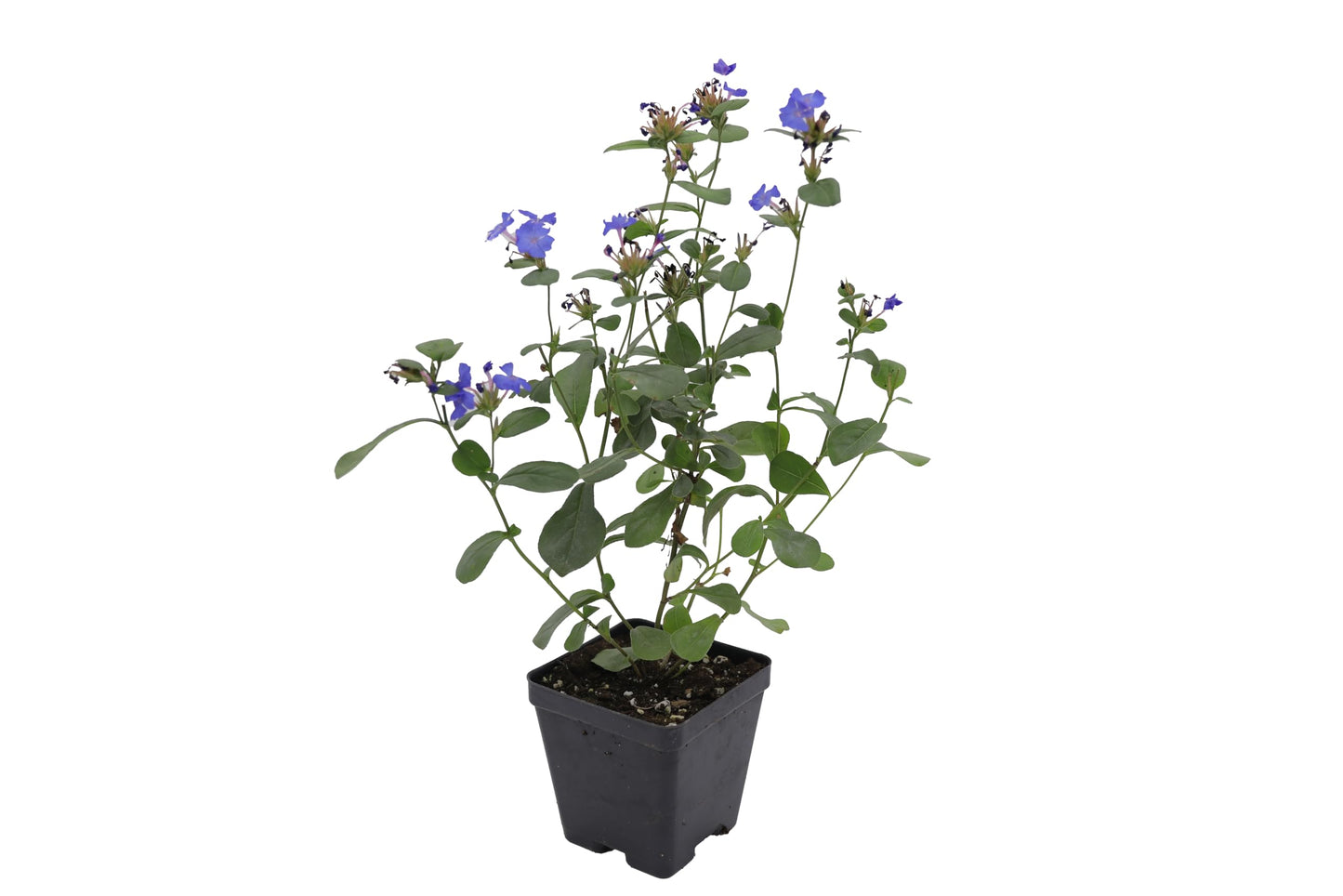 Greenwood Nursery: Live Ground-Cover Plants - Dwarf Plumbago + Ceratostigma Plumbaginoides - [Qty: 2X Pint Pots] - (Click for Other Available Plants/Quantities)