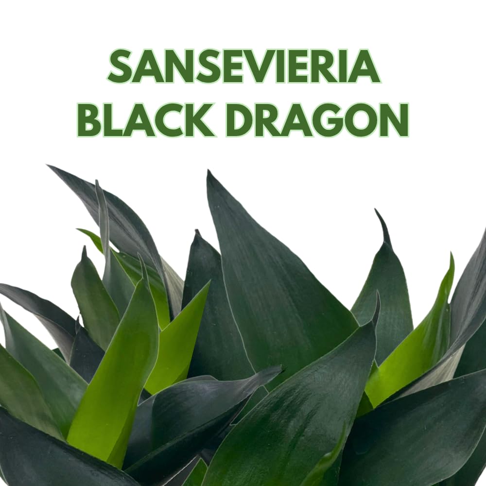 BubbleBlooms Black Dragon Snakeplant in a 2 inch Pot All Green Snake Plant